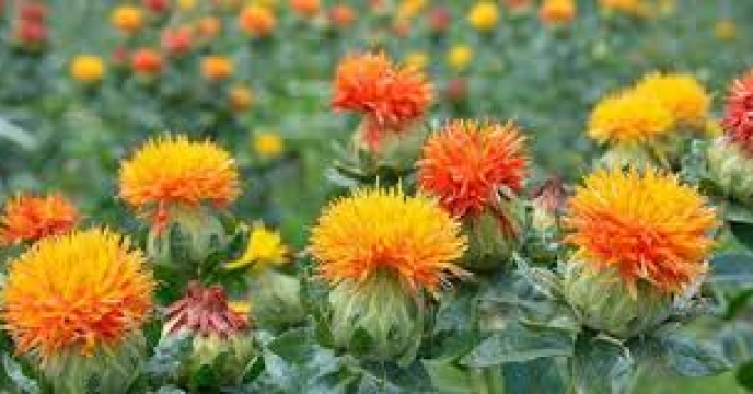 استراتژی‌هایی برای اصلاح فرهنگ مسموم توسط مدیران