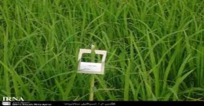 اهمیت مبارزه غیر شیمیایی بر علیه آفات کشاورزی