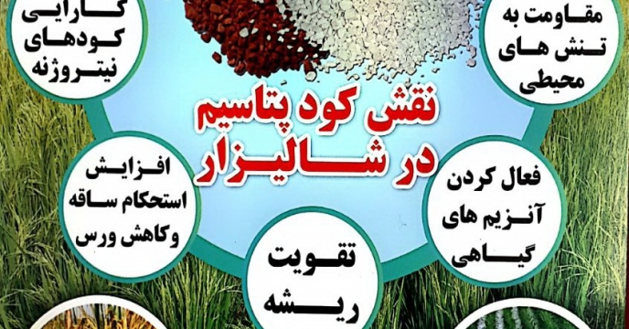 نقش کود پتاسیم در شالیزار