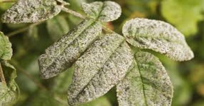 بررسی روش سنتز تکنیکال قارچکش کاپتان