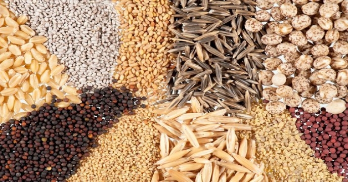 مزایای بذور اصلاح‌شده و نقش شرکت خدمات حمایتی کشاورزی