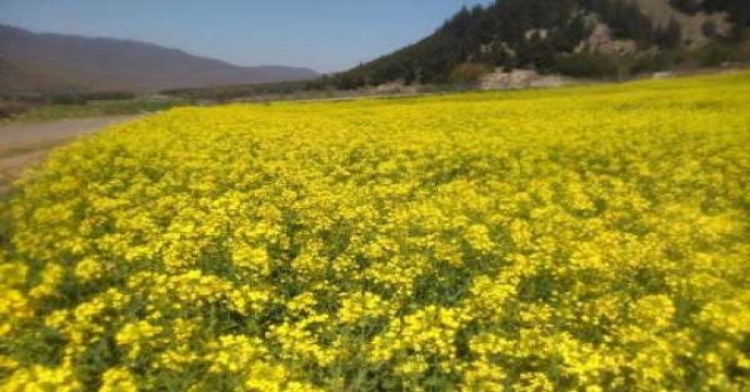 اثرات تنش خشکی بر عملکرد و اجزای عملکرد دو ژنوتیپ کلزا در منطقه دولت آباد اصفهان