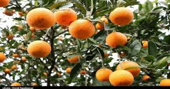 20 ویژگی نهال گواهی شده برای باغ مرکبات