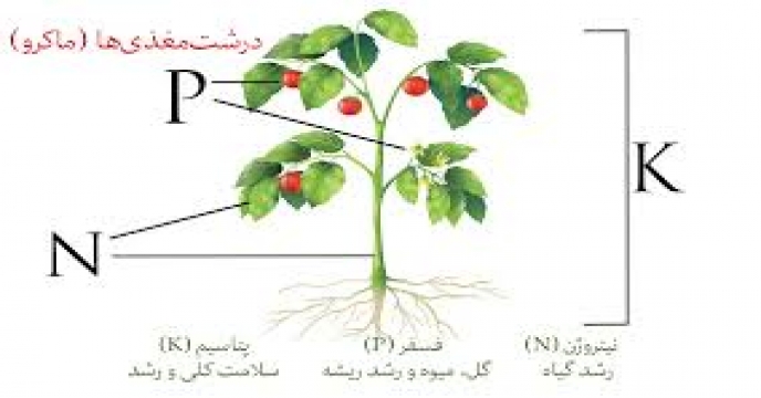 نقش پتاسیم در تولید محصولات کشاورزی سالم