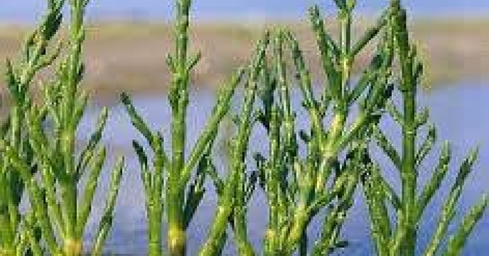 استخراج و ارزیابی خصوصیات فیزیکو شیمیایی روغن سالیکورنیا