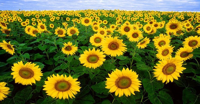 توصیه های کودی 