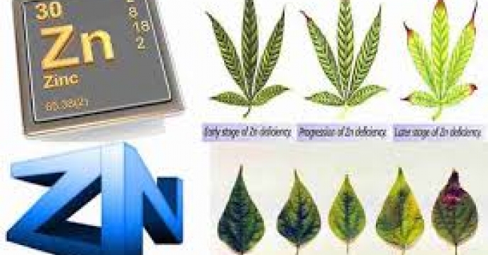 اهمیت عنصر روی در تغذیه گیاهی