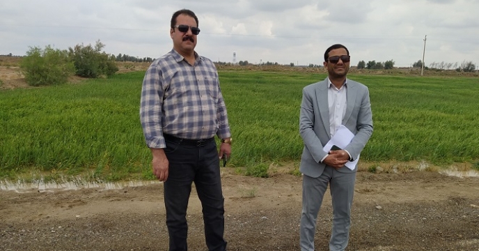 بازدید از مزارع شهرستان هیرمند با حضور مسئول بذر شعبه 