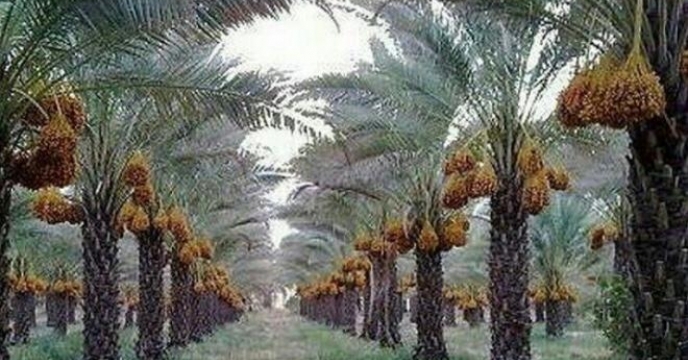 آغاز برداشت خرما شهرستان رودان – استان هرمزگان