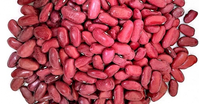 انعقاد قرارداد اجاره سامانه بوجاری بذر لوبیا در شرکت خدمات حمایتی کشاورزی استان کرمان