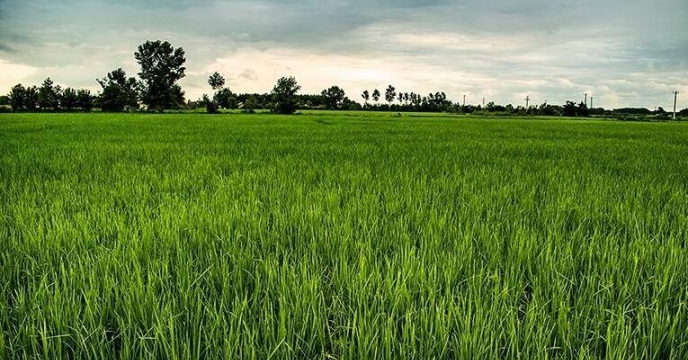 فعالیت 6 شرکت طرح تغذیه برنج در طرح پایلوت
