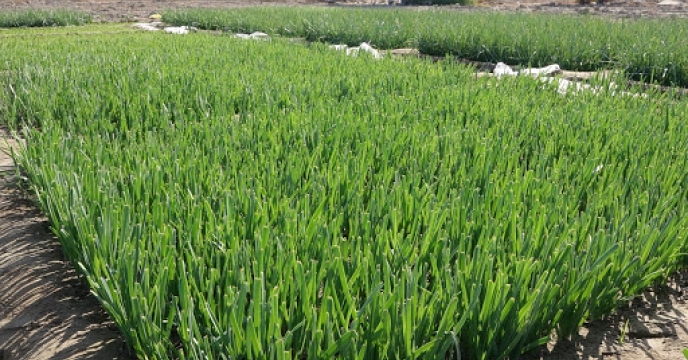 برداشت سبزيجات برگي از مزارع شهرستان سيريك