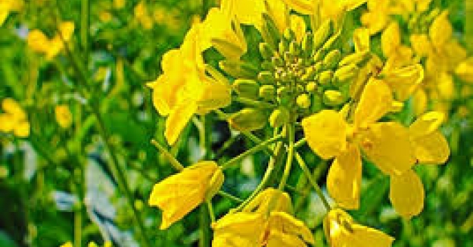 پیش بینی افزایش کاشت کلزا در استان اصفهان
