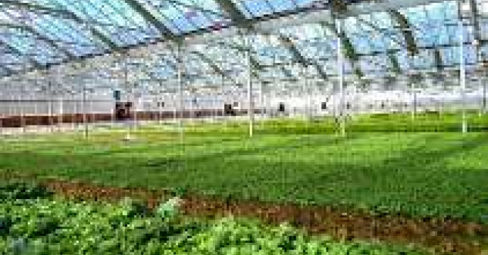 اجرای 7هزار هکتار کشت گلخانه ای در استان فارس 