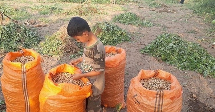برداشت بادام زمینی در گیلان