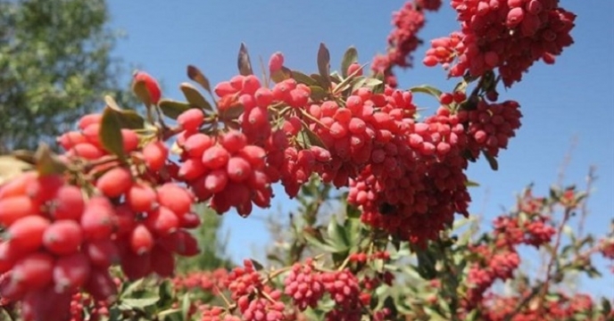 حضور شرکت های دانش بنیان تولید کننده کودهای ارگانیک در جشنواره ملی زرشک در استان خراسان جنوبی