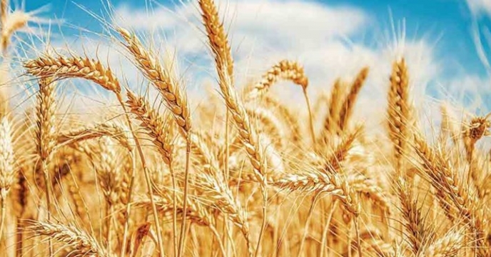 تخصیص کود پتاس به طرح جهش تولید در دیمزارها 