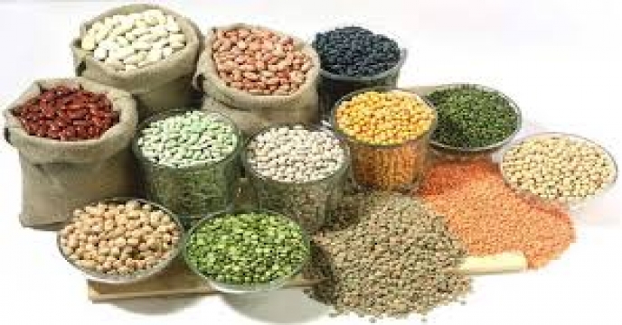 ایران متقاضی واردات دانه‌های روغنی، چوب و غلات از روسیه
