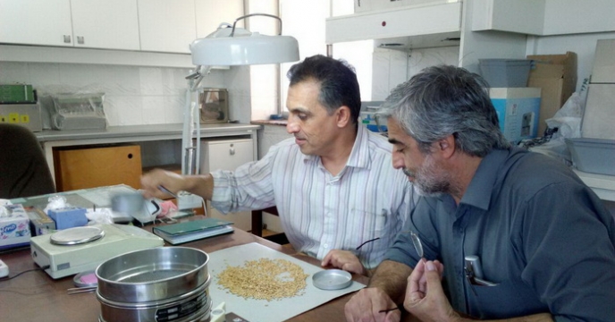 جایگاه و پتانسیل شرکت خدمات حمایتی کشاورزی استان گلستان در فرآوری بذر گندم