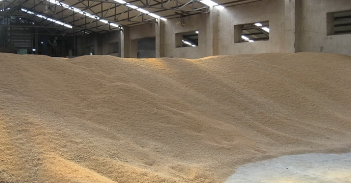 تامین و توزیع بیش از 4500 تن بذور اصلاح شده زراعی و علوفه ای در مازندران