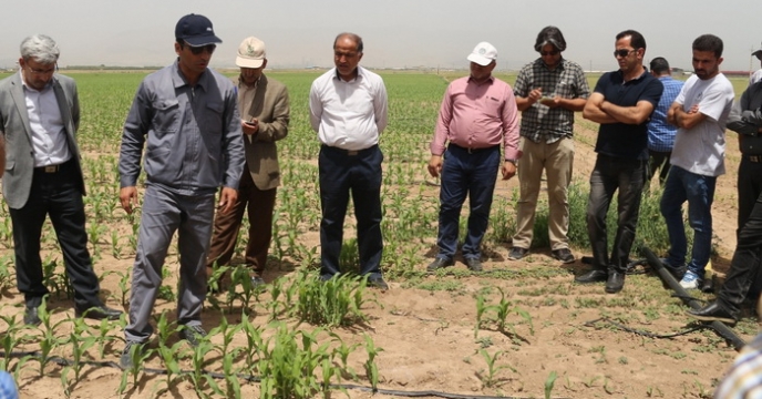 مزارع گندم، جو، ذرت و يونجه در مراسم روز مزرعه مورد بازديد قرار گرفت.