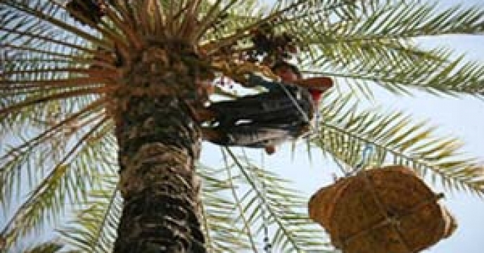 گزارش جشنواره خرما شهرستان بستک