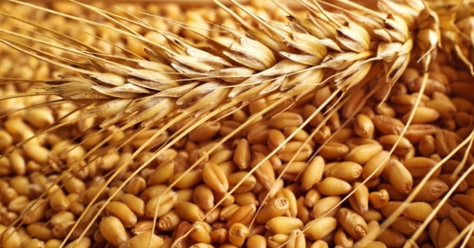  توزیع بذر گندم آبی و جو آبی و دیم
