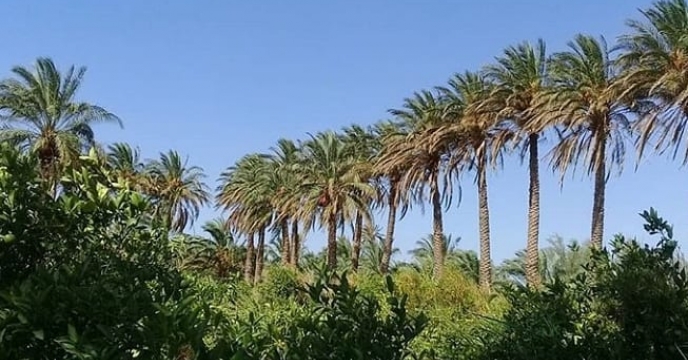 برداشت خرمااز نخلستانهای شهرستان بم آغازشد