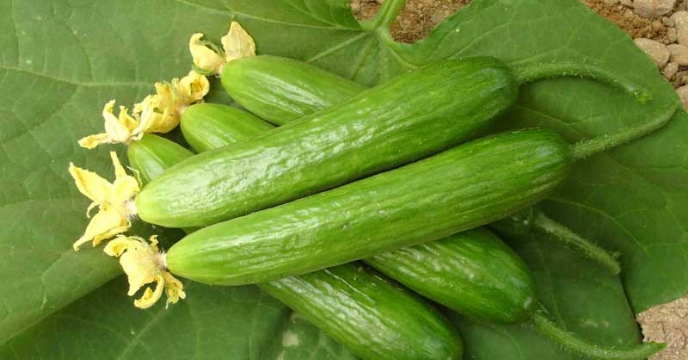 آغاز کشت خیار سبز شهرستان میناب – استان هرمزگان
