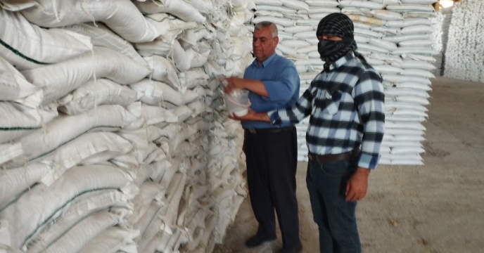 نمونه برداری از کود کشاورزی سوپر فسفات ساده در استان ایلام