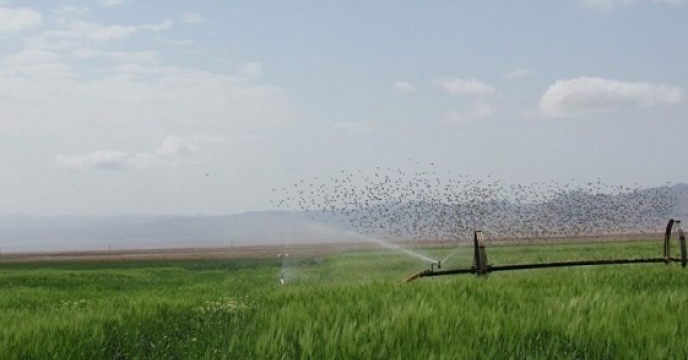 کاشت حبوبات بهاره در شهرستان درمیان