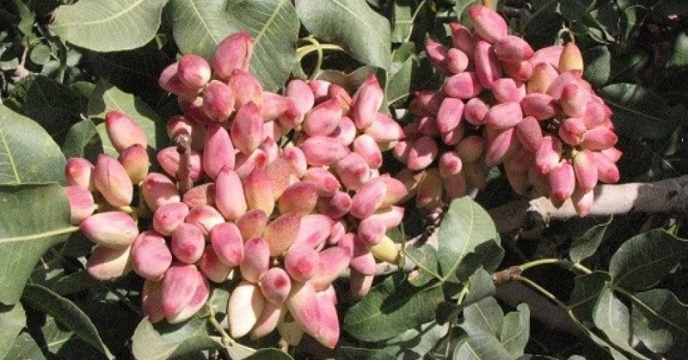 برنامه تغذیه‌ای باغات قم؛ توزیع ۱۶۰۰ تن انواع کود یارانه‌ای برای بهبود کیفیت میوه