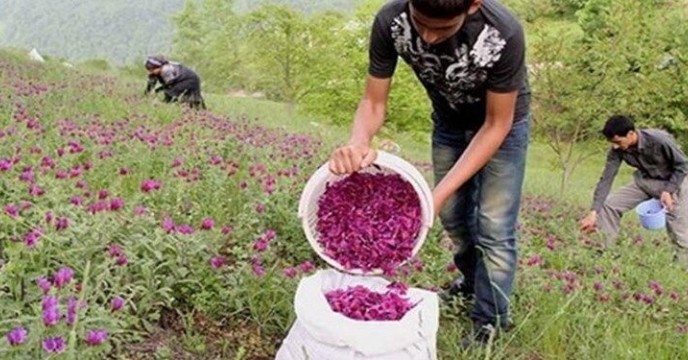 توصیه به مرتع داران البرزی برای کشت گیاهان دارویی
