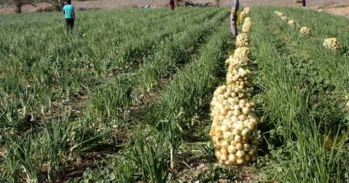 برداشت پیاز در شهرستان رودان