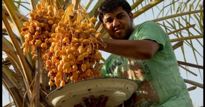 آغاز برداشت رطب از نخیلات شهرستان پارسیان