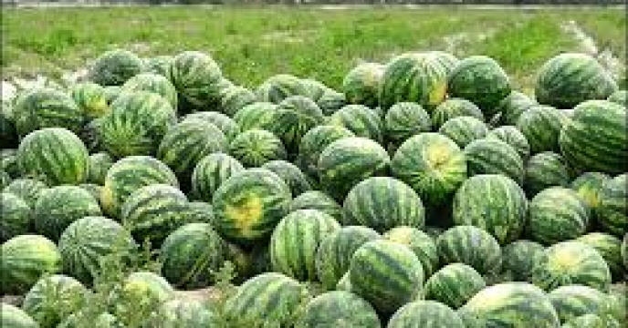 آغاز برداشت هندوانه در شهرستان بندرلنگه