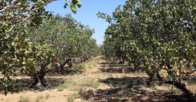 صدور بیش از 1400 تن حواله الکترونیک برای انواع کودهای یارانه ای برای باغات استان قم