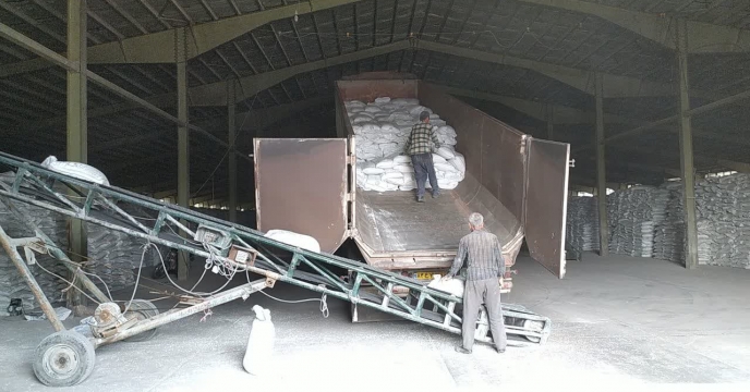 جو؛ تغذیه اصولی بذر، افزایش تولید و نقش‌آفرینی در سفره غذایی جامعه
