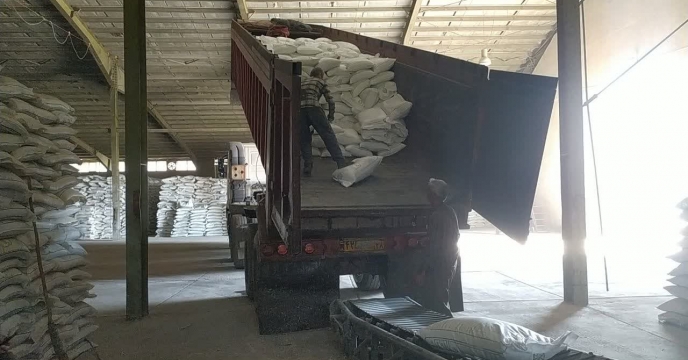 نگین زرد آفتاب ؛ روایت باغ‌های پربارشیرین، خوشه‌های انگور ملایر در فصل برداشت 