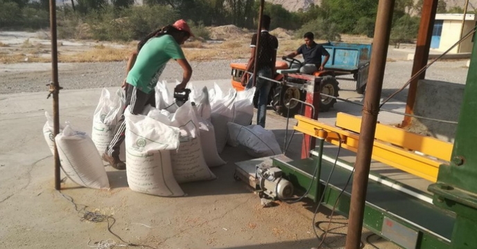 ادامه روند نظارت بر فعالیت بوجاری بذر گندم در استان هرمزگان