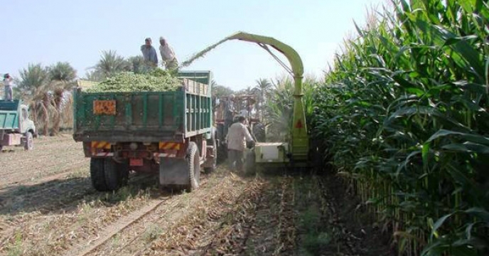 تغذیه کامل محصول ذرت علوفه ای با کودهای یارانه ای در شهرستان قم