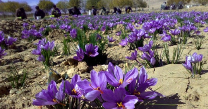 رونق کشت زعفران در استان فارس 