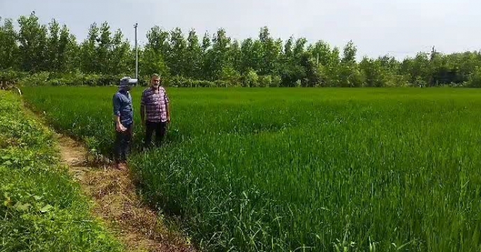 مبارزه با کرم ساقه خواربرنج در شالیزارهای استان گیلان