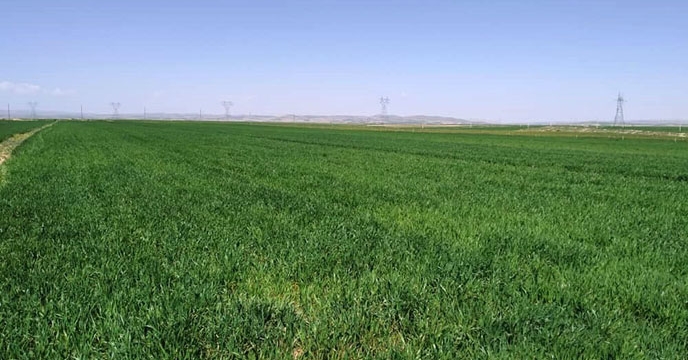 طرح پایلوت تغذیه گندم استان همدان