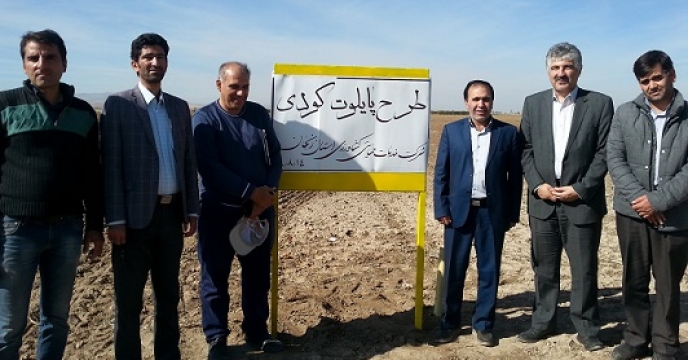 کاشت مزرعه پایلوت کودی استان زنجان