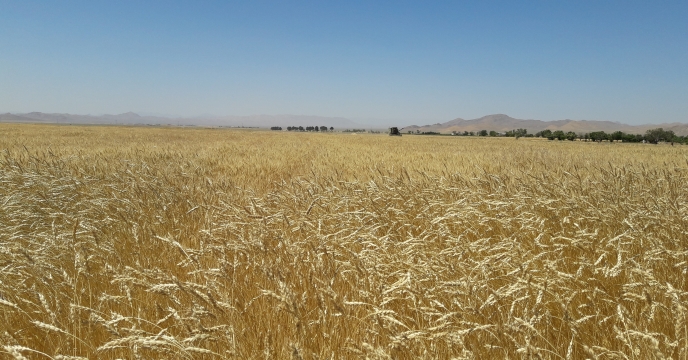 با باز شدن به موقع زاینده رود در پاییز بیش از ۱۳۰ هزار هکتار مزارع غلات کشت شد.