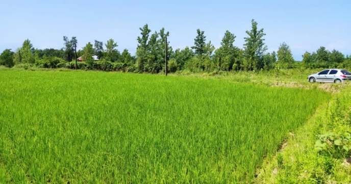 بازدید کارشناس بذر از زمین زراعی پیمانکار تولید بذر شهرستان صومعه سرا
