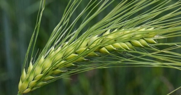 توزیع بیش از 1130 تن انواع کود به محصول جو در شهرستان جعفریه استان قم