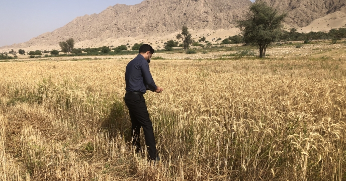 بازدید از مزرعه کشت قراردادی گندم