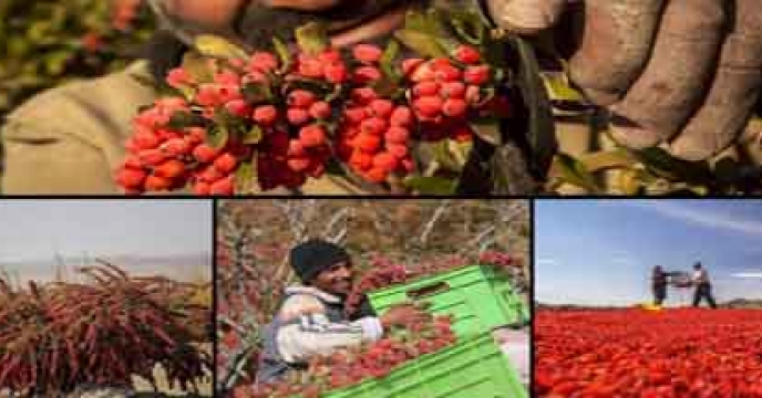 توسعه کشت زرشک در اصفهان 